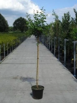 Rode Meidoorn (Crataegus Laevigata 'Paul's Scarlet') -AOS Hoera Winkel 20130214111804 14