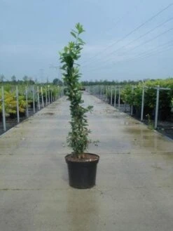Exochorda (Exochorda Macrantha 'The Bride') -AOS Hoera Winkel 20130214113236 12 6 6