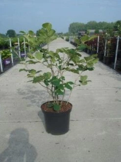 Toverhazelaar (Hamamelis Intermedia 'Diane') 7 Toverhazelaar (Hamamelis Intermedia 'Diane') -AOS Hoera Winkel 20130214114113 18 9 9