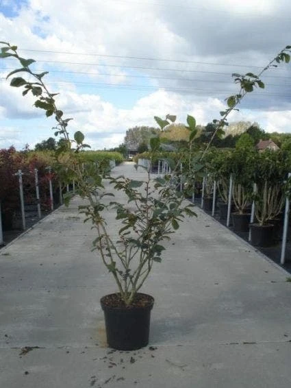 Toverhazelaar (Hamamelis Intermedia 'Jelena') 3 Toverhazelaar (Hamamelis Intermedia 'Jelena') - Afbeelding 3