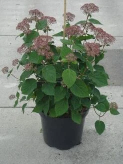 Hortensia (Hydrangea 'Pink Annabelle') -AOS Hoera Winkel 20130214115155 1