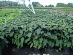 Fluweelhortensia (Hydrangea Aspera 'Macrophylla') -AOS Hoera Winkel 20130214115506 6