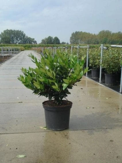Liguster (Ligustrum Lucidum) 2 Liguster (Ligustrum Lucidum) - Afbeelding 2