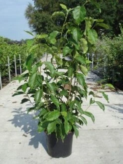 Beverboom (Magnolia Soulangeana) 11 Beverboom (Magnolia Soulangeana) -AOS Hoera Winkel 20130214140530 10