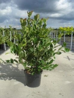 Stermagnolia (Magnolia Stellata) 26 Stermagnolia (Magnolia Stellata) -AOS Hoera Winkel 20130214142333 13