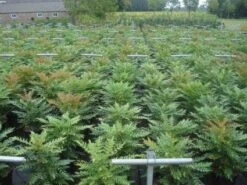 Mahoniestruik (Mahonia Media 'Winter Sun') -AOS Hoera Winkel 20130214142529 11