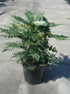 Mahoniestruik (Mahonia Media 'Winter Sun') -AOS Hoera Winkel 20130214142545 11