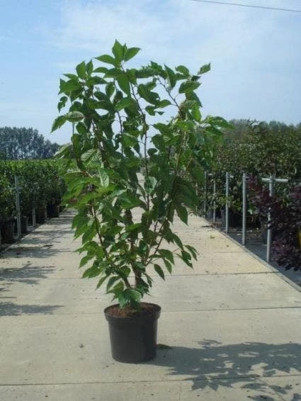 Sierkers, Struikvorm (Prunus Serrulata 'Kanzan') 2 Sierkers, Struikvorm (Prunus Serrulata 'Kanzan') - Afbeelding 2