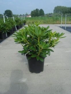 Rhododendron (Rhododendron Catawbiense 'Grandiflorum') 18 Rhododendron (Rhododendron Catawbiense 'Grandiflorum') -AOS Hoera Winkel 20130214153505 13