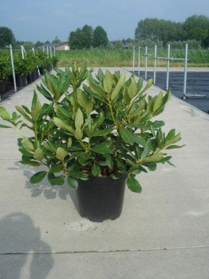 Rhododendron (Rhododendron 'Nova Zembla') 2 Rhododendron (Rhododendron 'Nova Zembla') - Afbeelding 2