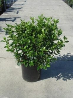 Groenblijvende Sneeuwbal (Viburnum Tinus 'Eve Price') -AOS Hoera Winkel 20130214161553 50 10