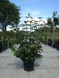 Sneeuwbal (Viburnum Bodnantense 'Dawn') -AOS Hoera Winkel 20130215094907 35 7