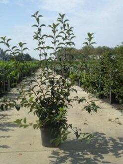 Sneeuwbal (Viburnum Bodnantense 'Charles Lamont') 11 Sneeuwbal (Viburnum Bodnantense 'Charles Lamont') -AOS Hoera Winkel 20130215095158 4