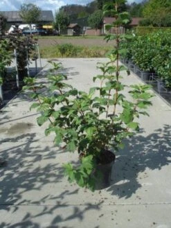 Sneeuwbal (Viburnum Opulus 'Roseum') -AOS Hoera Winkel 20130215100016 9