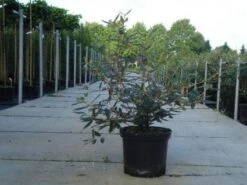 Sneeuwbal (Viburnum Bodnantense 'Dawn') -AOS Hoera Winkel 20130215100739 1