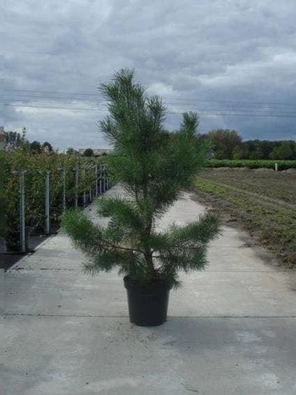Grove Den, Solitair (Pinus Sylvestris) 5 Grove Den, Solitair (Pinus Sylvestris) - Afbeelding 5