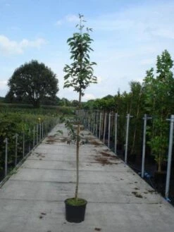 Krentenboom (Amelanchier Arborea 'Robin Hill') -AOS Hoera Winkel 20130215113904 10