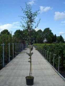 Rode Meidoorn (Crataegus Laevigata 'Paul's Scarlet') -AOS Hoera Winkel 20130215114625 14