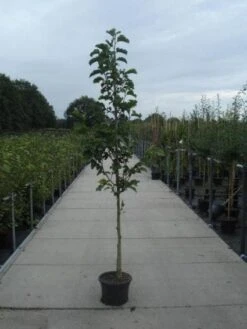 Beverboom (Magnolia Kobus) 12 Beverboom (Magnolia Kobus) -AOS Hoera Winkel 20130215115339 7