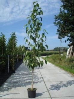 Beverboom (Magnolia Kobus) 13 Beverboom (Magnolia Kobus) -AOS Hoera Winkel 20130215115408 19