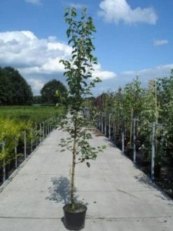 Chinese Sierpeer (Pyrus Calleryana 'Chanticleer') -AOS Hoera Winkel 20130215115633 19