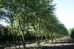 Krentenboom Als Struik (Amelanchier Lamarckii) 17 Krentenboom Als Struik (Amelanchier Lamarckii) -AOS Hoera Winkel 20130315104532 13 1