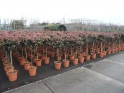 Sneeuwbal Op Stam (Viburnum Tinus 'Eve Price') -AOS Hoera Winkel 20130316135155 4