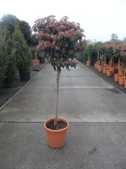 Sneeuwbal Op Stam (Viburnum Tinus 'Eve Price') -AOS Hoera Winkel 20130316135206 4