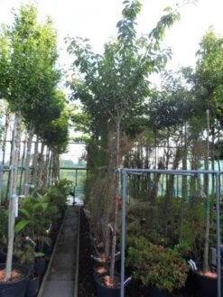 Japanse Sierkers (Prunus Serrulata 'Kanzan') 12 Japanse Sierkers (Prunus Serrulata 'Kanzan') -AOS Hoera Winkel 20130703100803 16