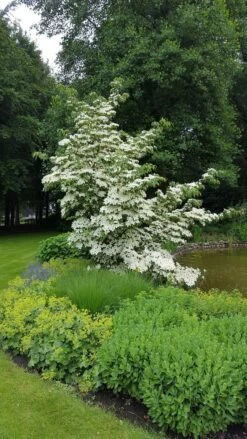 Kornoelje (Cornus Kousa 'China Girl') -AOS Hoera Winkel 20160612 161445 resized