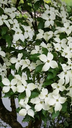 Kornoelje (Cornus Kousa 'China Girl') -AOS Hoera Winkel 20160612 161716 resized 1