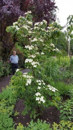 Kornoelje (Cornus Kousa 'China Girl') -AOS Hoera Winkel 20160612 162702 resized