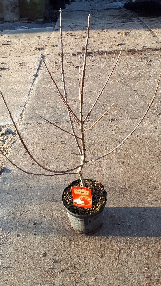 Mini-appel (Malus Domestica 'Mini-Cox') 1 Mini-appel (Malus Domestica 'Mini-Cox')