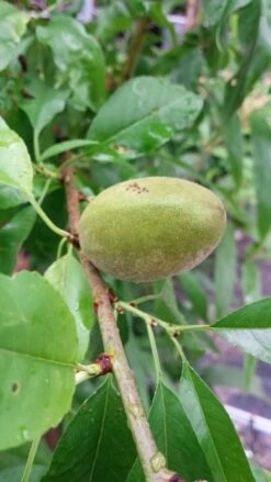 Amandelboom (Prunus Dulcis) -AOS Hoera Winkel 20190712 153121 1