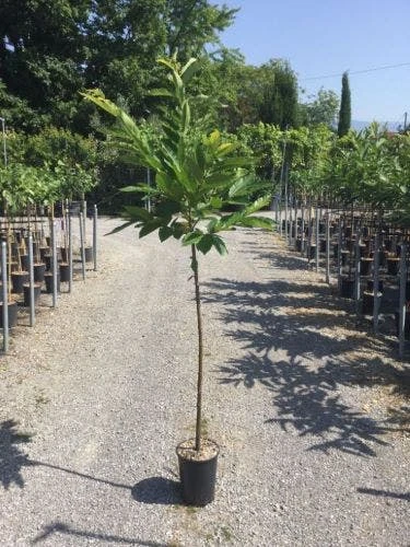 Tamme Kastanje Als Halfstam (Castanea Sativa) 2 Tamme Kastanje Als Halfstam (Castanea Sativa) - Afbeelding 2