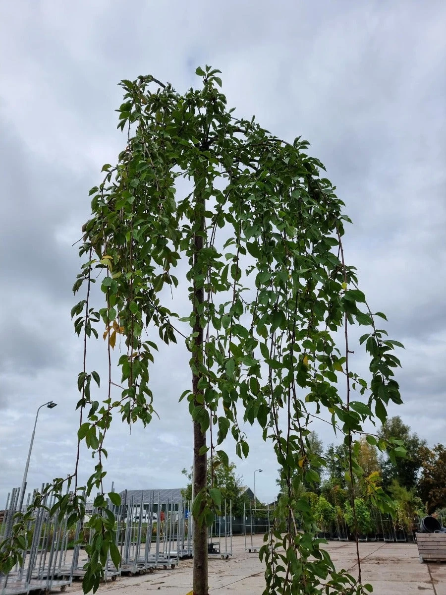 Treursierkers (Prunus Subhirtella 'Pendula Rosea') 4 Treursierkers (Prunus Subhirtella 'Pendula Rosea') - Afbeelding 4