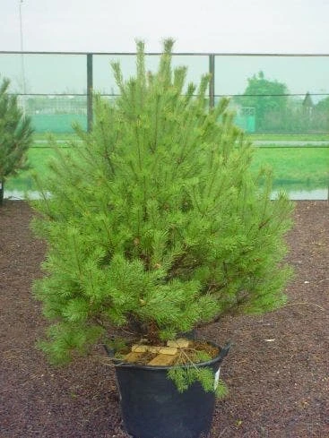 Grove Den (Pinus Sylvestris 'Norwegian') 1 Grove Den (Pinus Sylvestris 'Norwegian')