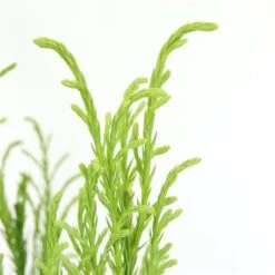 Sikkelden (Cryptomeria Japonica 'Kitayama') 5 Sikkelden (Cryptomeria Japonica 'Kitayama') -AOS Hoera Winkel 2887685 v t5