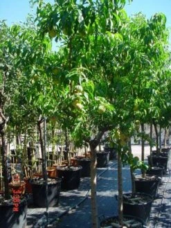 Perzikboom (Prunus Persica) 5 Perzikboom (Prunus Persica) -AOS Hoera Winkel 312prunuspersica 3