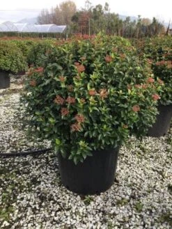 Sneeuwbal Als Bolvorm (Viburnum Tinus 'Eve Price') -AOS Hoera Winkel 6070