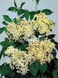 Vlier (Sambucus Nigra) -AOS Hoera Winkel 703081 3