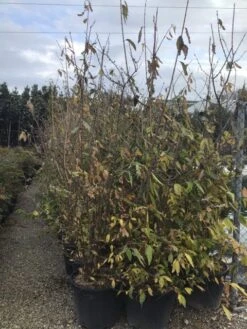 Winterzoet (Chimonanthus Praecox) 11 Winterzoet (Chimonanthus Praecox) -AOS Hoera Winkel 9