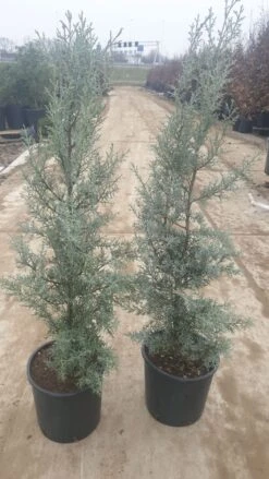 Cipres (Cupressus Arizonica 'Glauca') -AOS Hoera Winkel 94d98ecf eeaf 4488 bd36 6b6bea13f39a