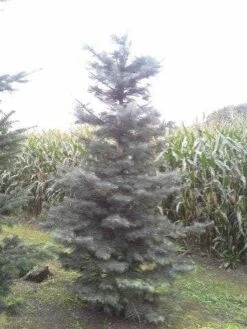 Colorado Zilverspar (Abies Concolor) 13 Colorado Zilverspar (Abies Concolor) -AOS Hoera Winkel abies concolor 300 350