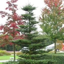 Koreaanse Zilverspar (Abies Koreana) 31 Koreaanse Zilverspar (Abies Koreana) -AOS Hoera Winkel abies koreana 1