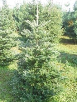Koreaanse Zilverspar (Abies Koreana) 20 Koreaanse Zilverspar (Abies Koreana) -AOS Hoera Winkel abies koreana 125 150 1
