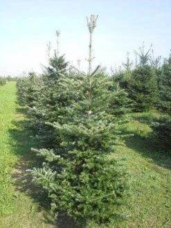 Koreaanse Zilverspar (Abies Koreana) 19 Koreaanse Zilverspar (Abies Koreana) -AOS Hoera Winkel abies koreana 175 200