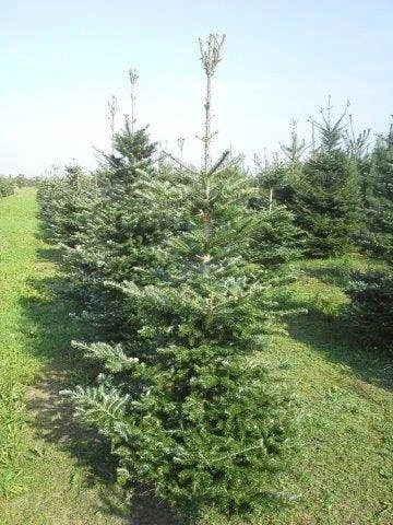 Koreaanse Zilverspar (Abies Koreana) 4 Koreaanse Zilverspar (Abies Koreana) - Afbeelding 4