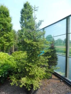 Koreaanse Zilverspar (Abies Koreana) 23 Koreaanse Zilverspar (Abies Koreana) -AOS Hoera Winkel abies koreana 200 250