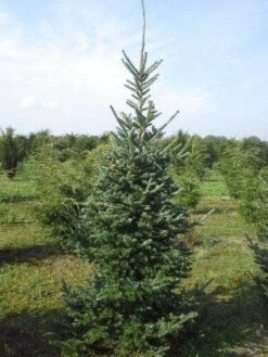 Koreaanse Zilverspar (Abies Koreana) 21 Koreaanse Zilverspar (Abies Koreana) -AOS Hoera Winkel abies koreana 200 250 1